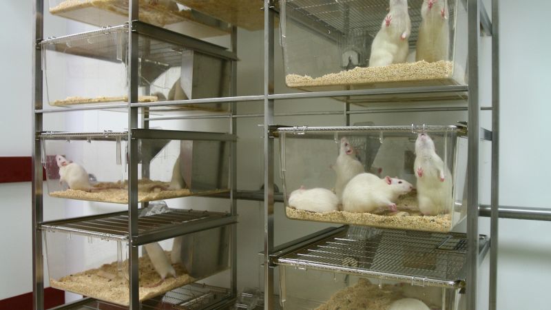 Rack of rat cages