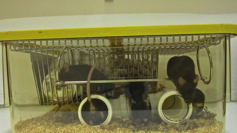 Mouse cage enrichment