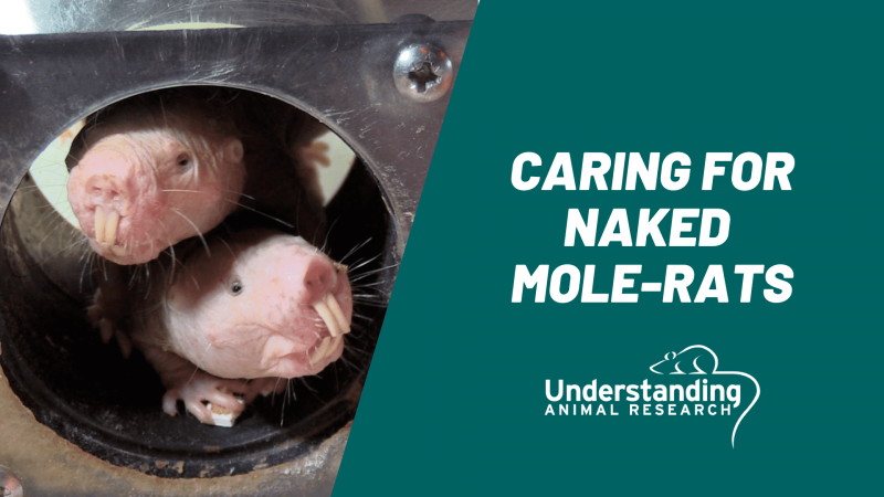 How to care for naked mole-rats