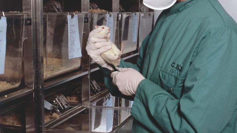 Technician examines white rat