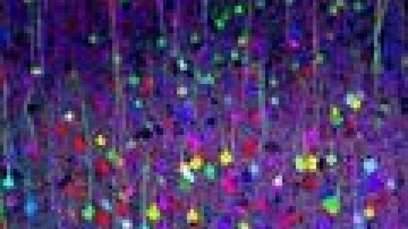 Art meets science in mouse's brain