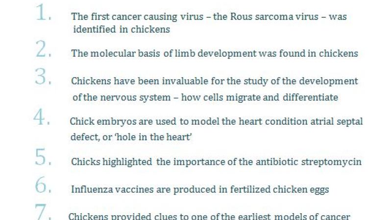 Chicken 10 facts :: Understanding Animal Research