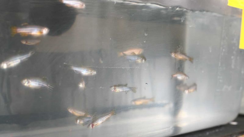 Zebra fish in medical research
