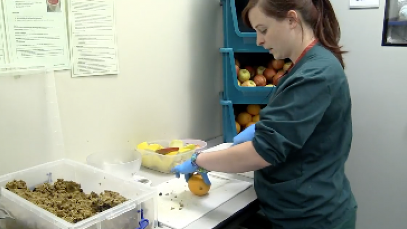 Fresh food preparation for research monkeys