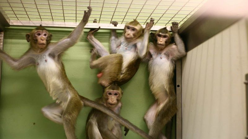 Macaque presents leg for blood sampling