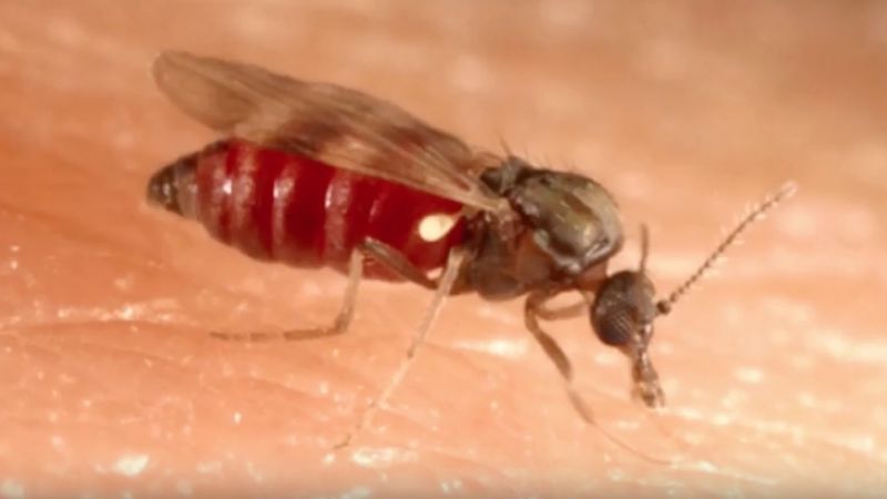 Rearing midges to study blue tongue virus