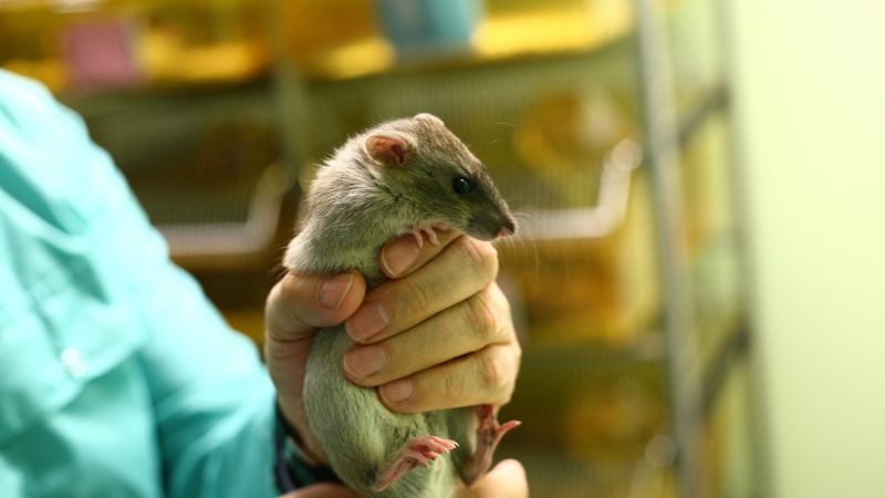 Government announces delivery plan for reduction of animals in research