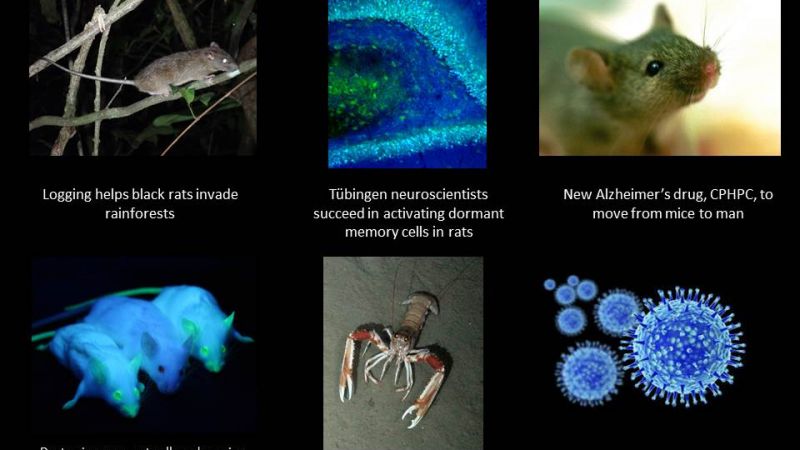 Destroying worn out cells makes mice live longer