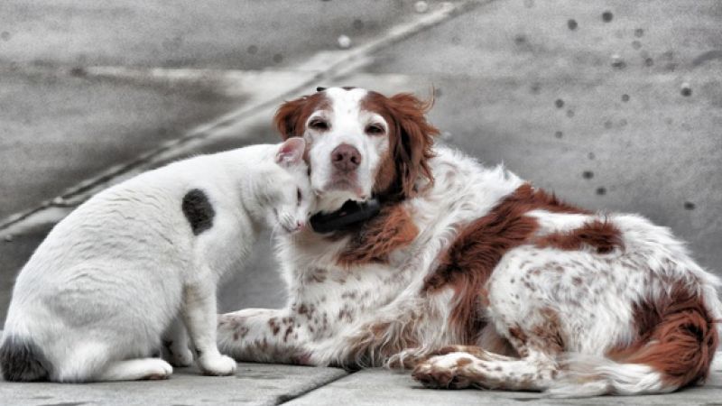 Why vaccinate your pets?
