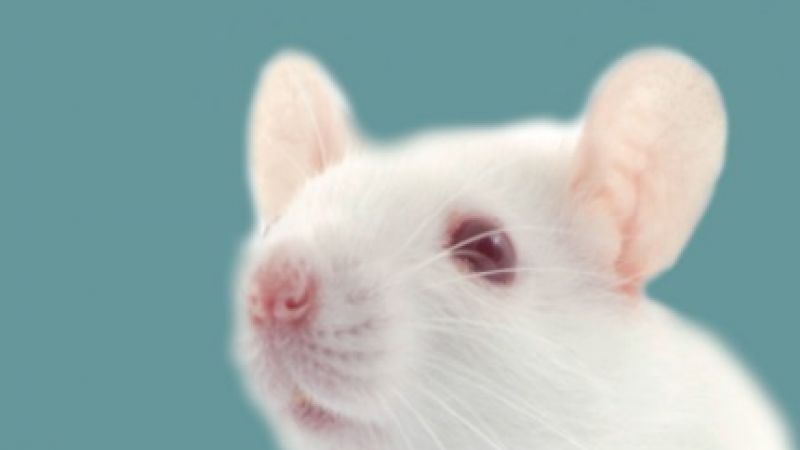 Why do we use animals in research?