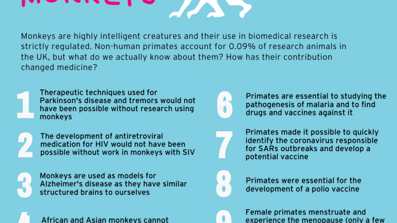 10-facts-about-monkeys