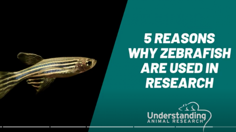 Five reasons why zebrafish are used in research