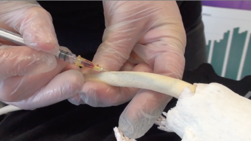 Taking blood from a model rat