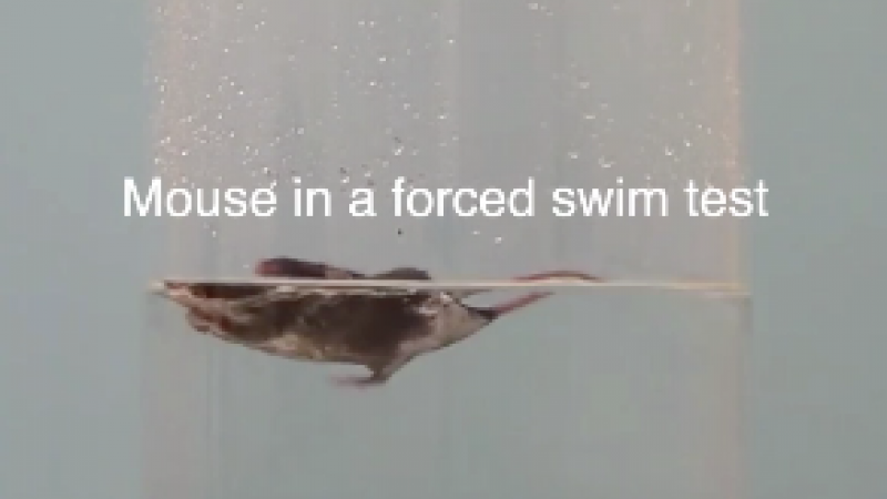 Mouse in a forced swim test