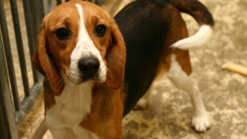 Dogs in medical research