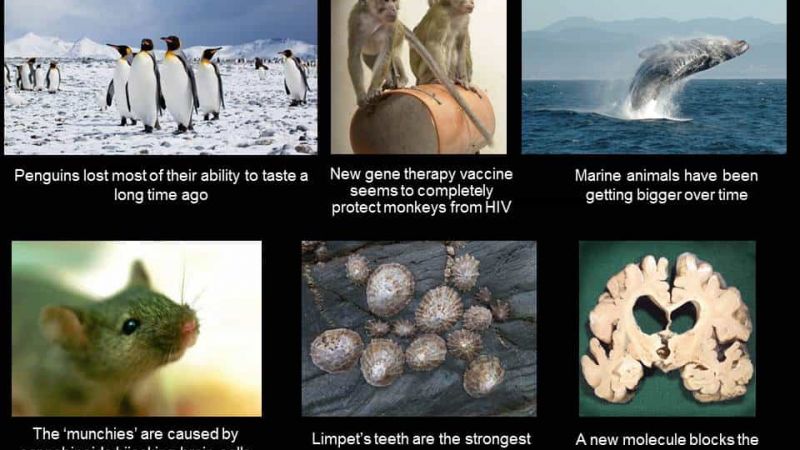 Limpet teeth strongest biological material