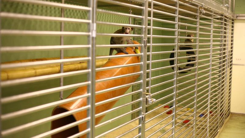 Why do we use macaques in research?