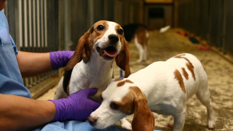 Two beagles