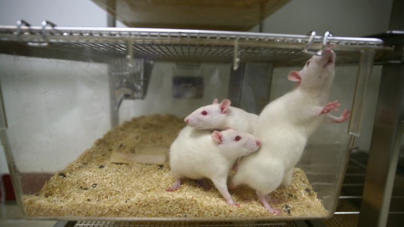 Spinal cord damage bridged in rats