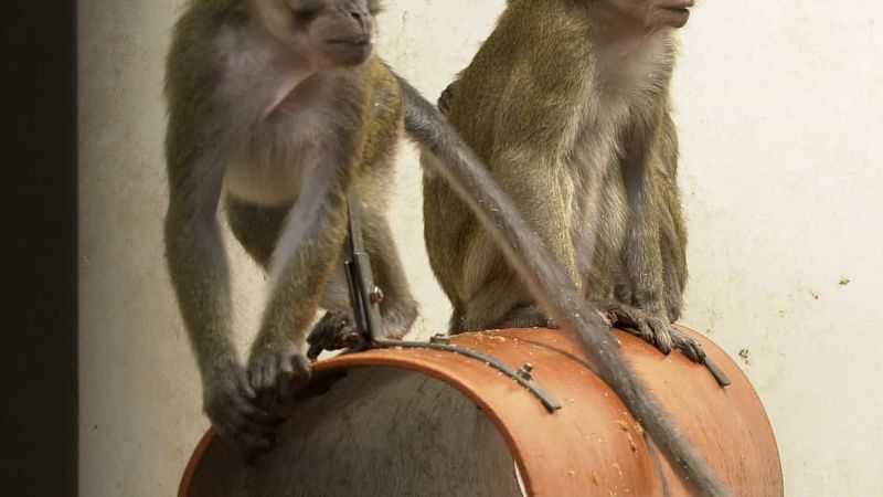 Macaques in medical research