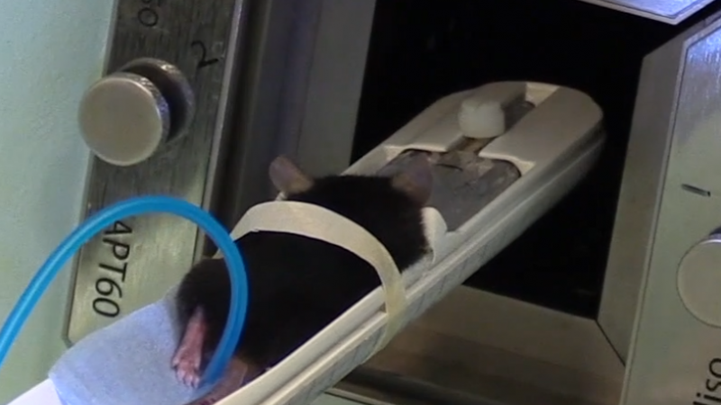 What happens to medical nanoparticles in the body