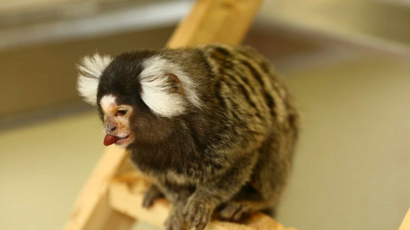 Marmosets in Parkinson’s research