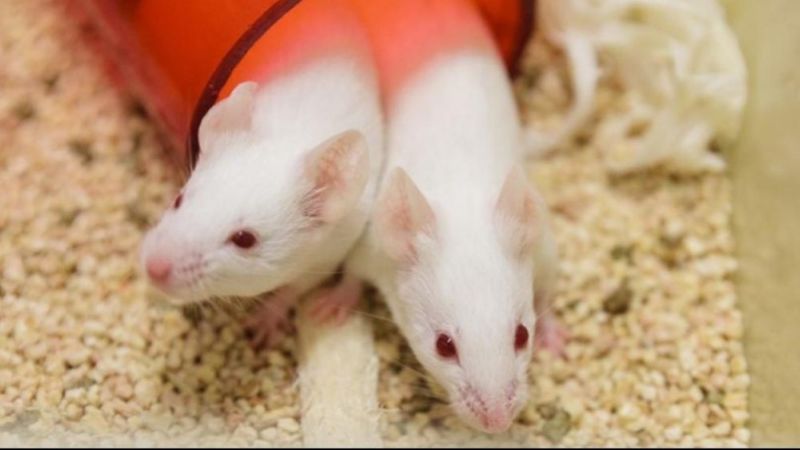 Supporting Those who Care for Research Animals