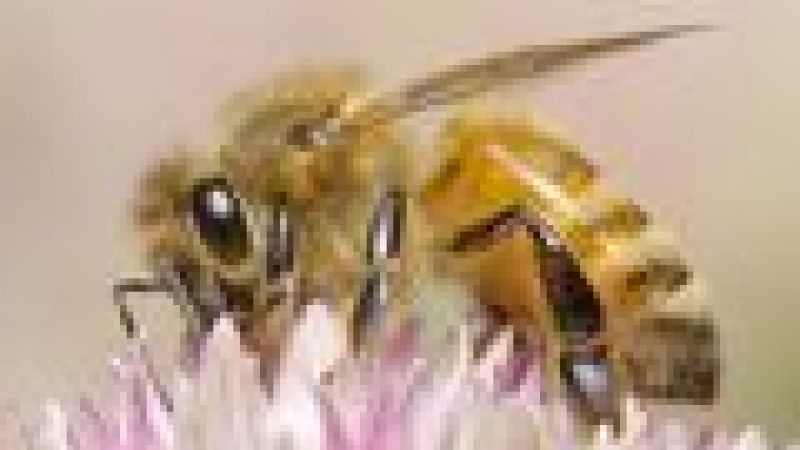 Nanobees deliver deadly sting