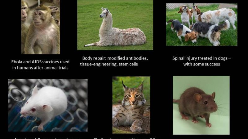 This year in animal research - 2015