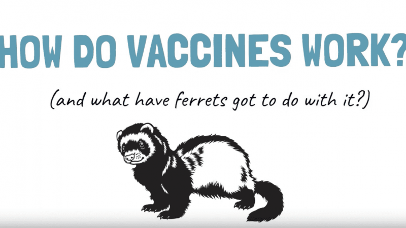 How do vaccines work?