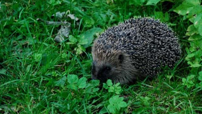 Hedgehogs, going, going...