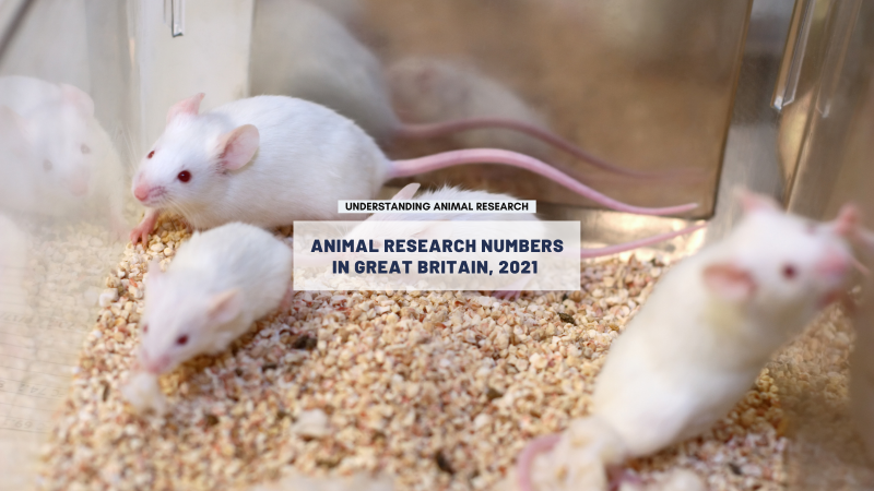 Animal research statistics for Great Britain, 2021