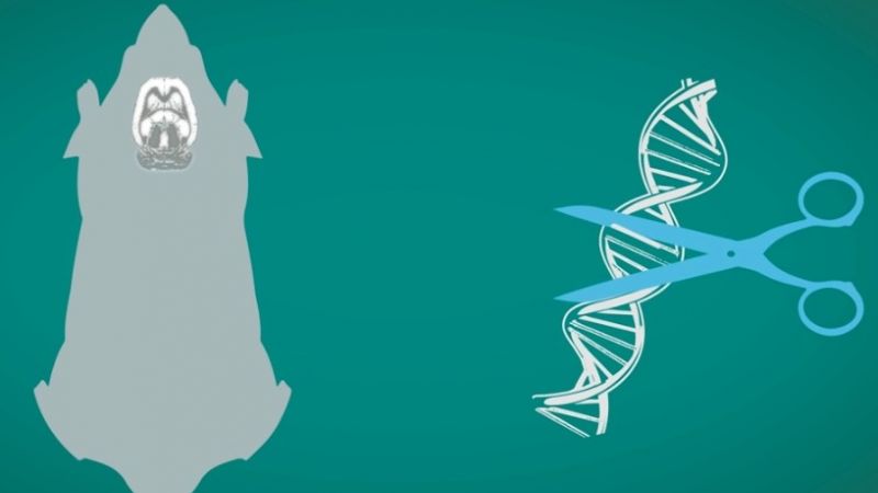 Dispelling myths around animal research