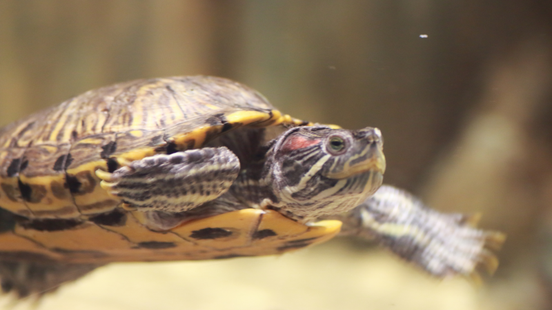 Avoiding turtle by-catch in the Mediterranean