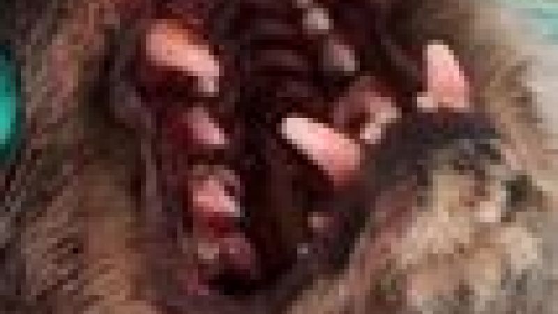 Monitoring pollution in otters