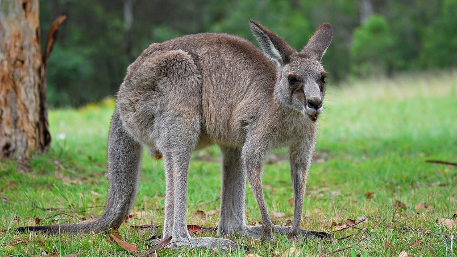 Kangaroo