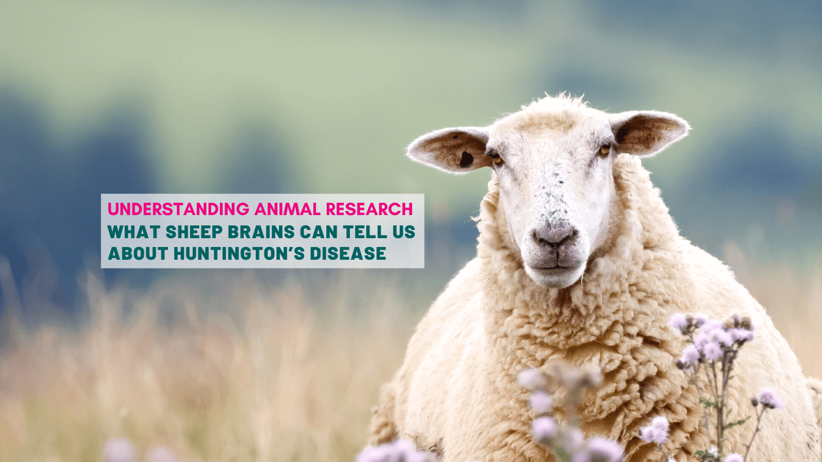 What sheep brains can tell us about Huntington's disease