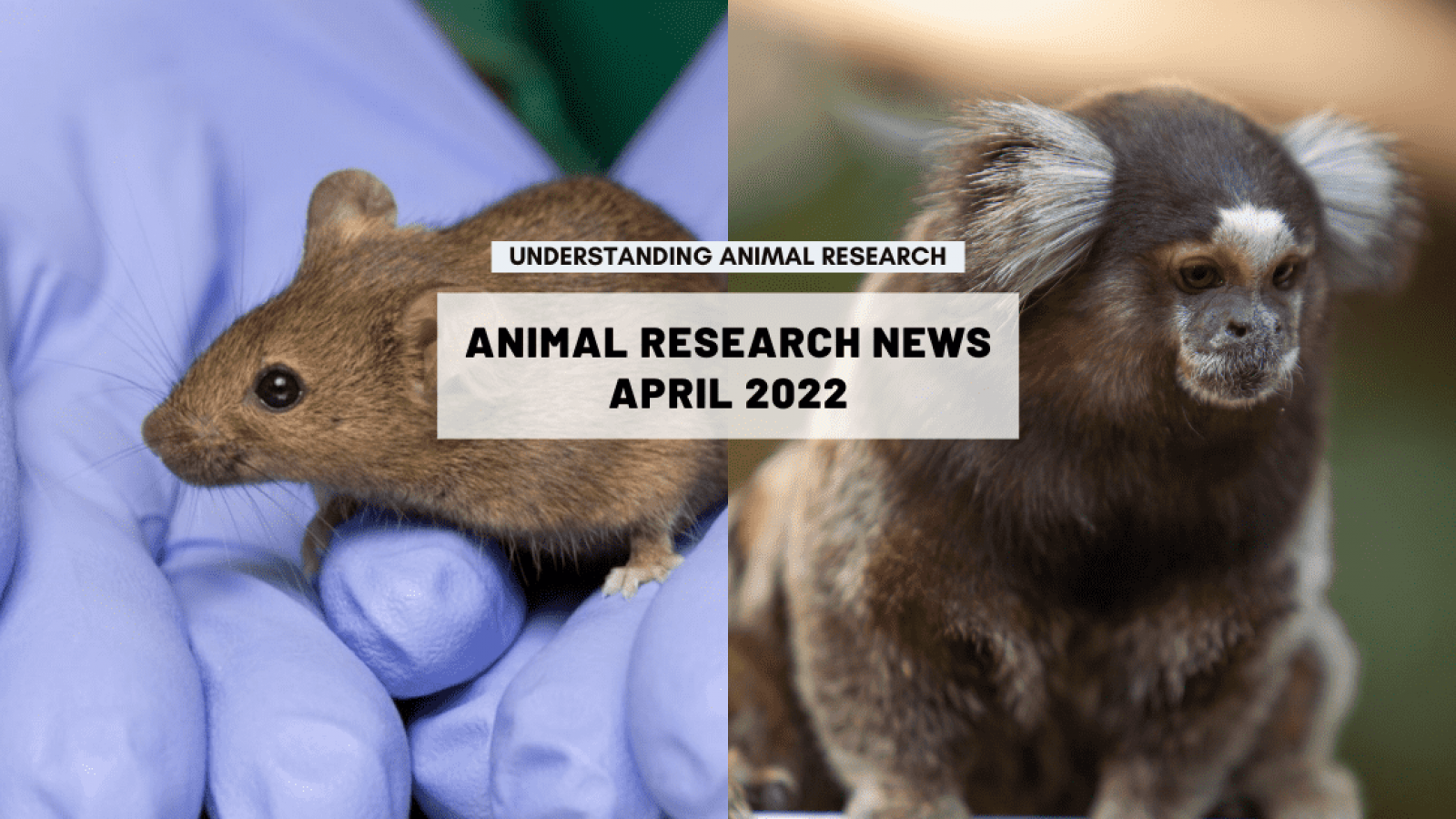 Animal Research News: April 2022