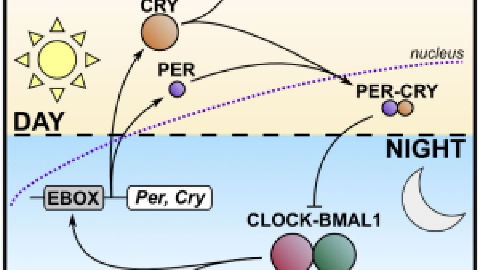 Circadian rhythm science wins 2017 Nobel