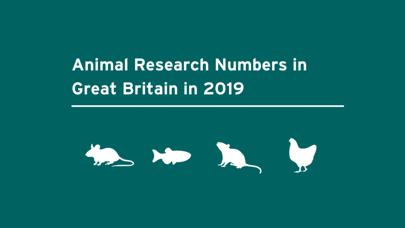 Animal research statistics for Great Britain, 2019