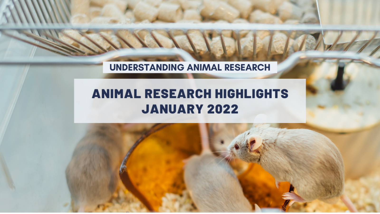 Animal Research News: January 2022