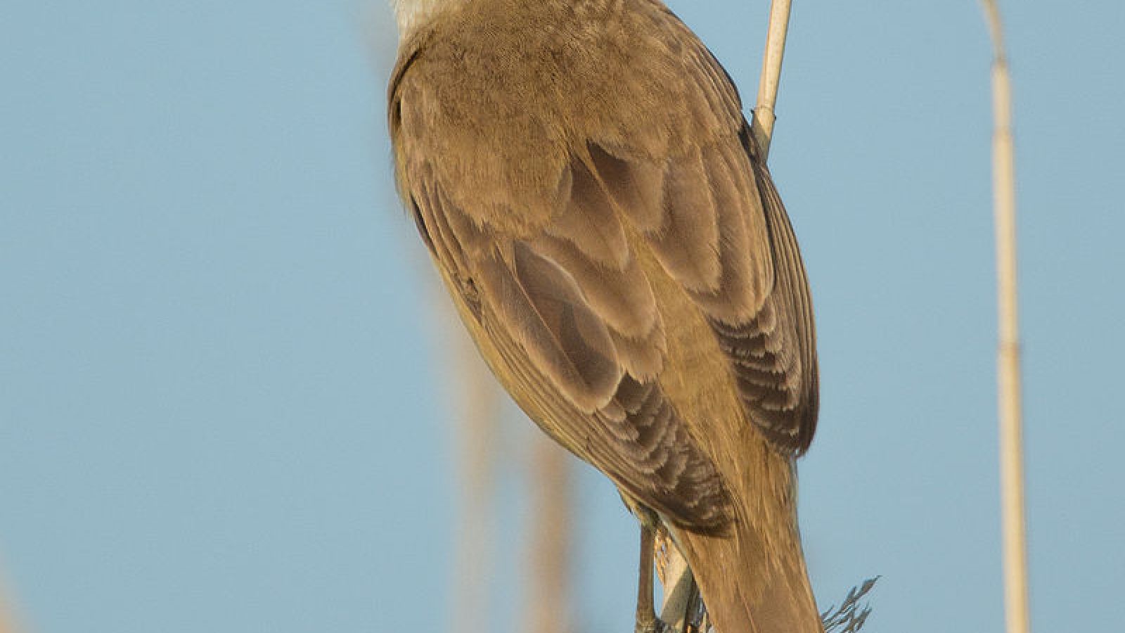 Migrating small birds flying at 4000m