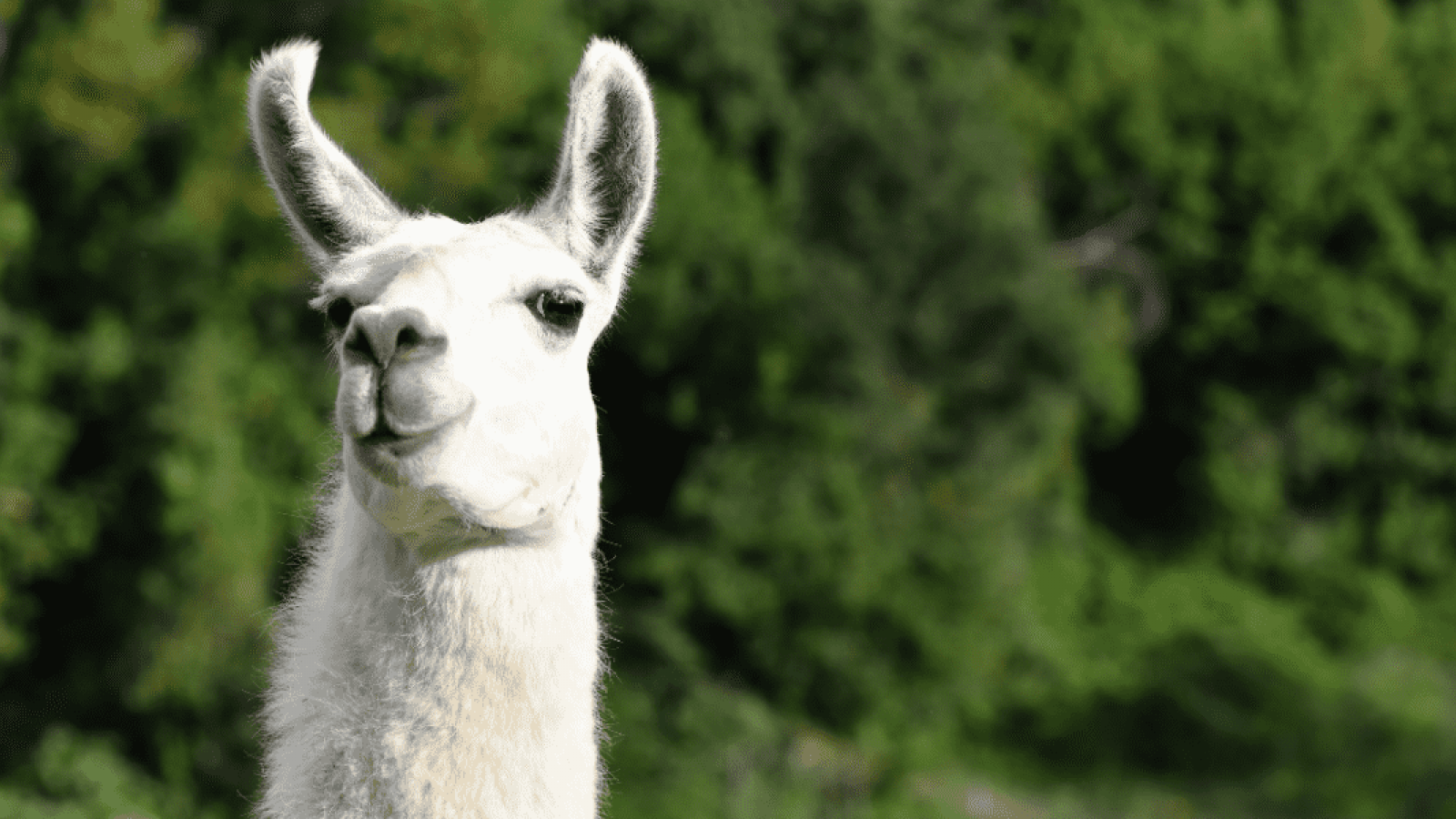 Llama