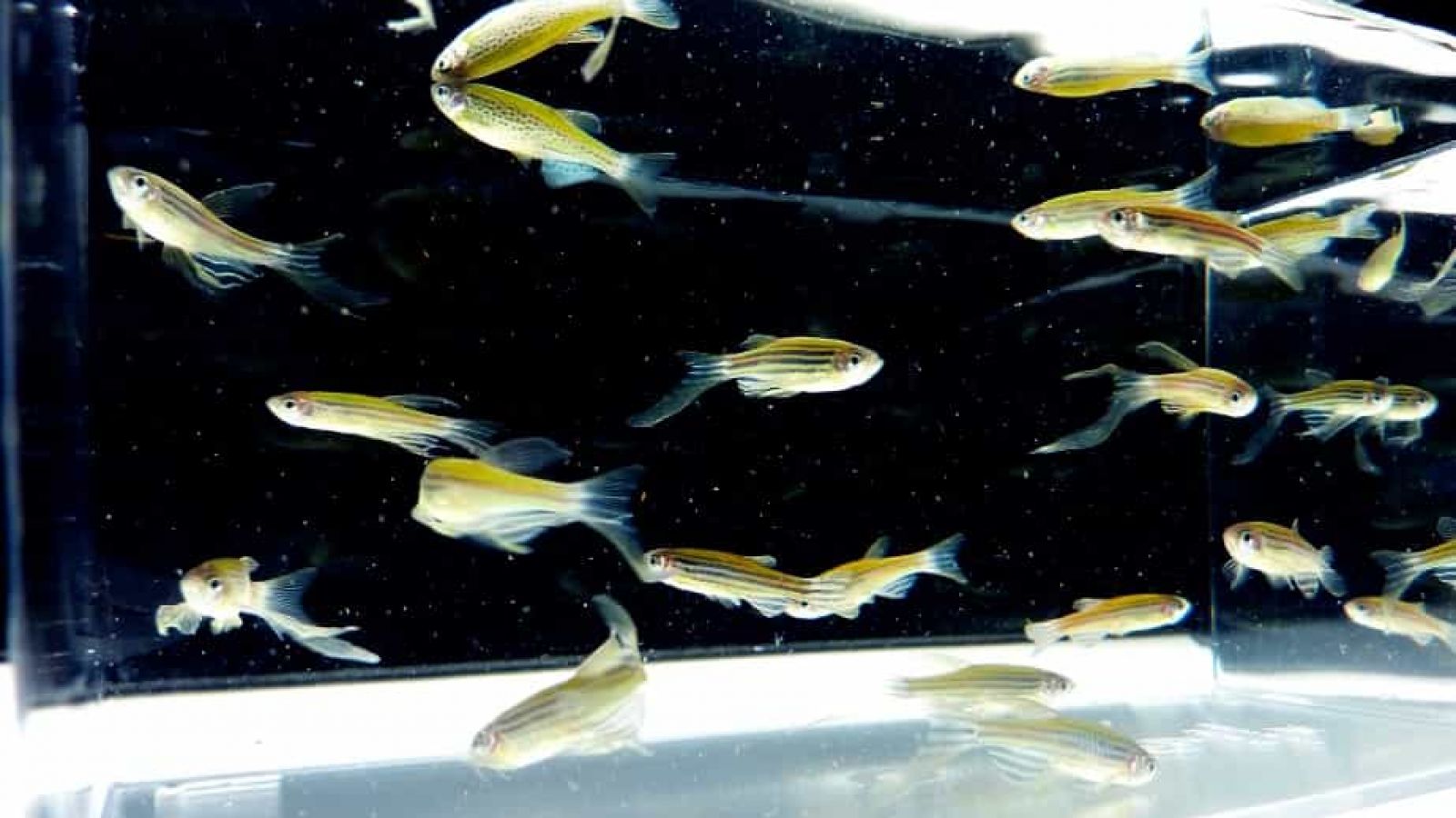 Researching stroke using zebrafish