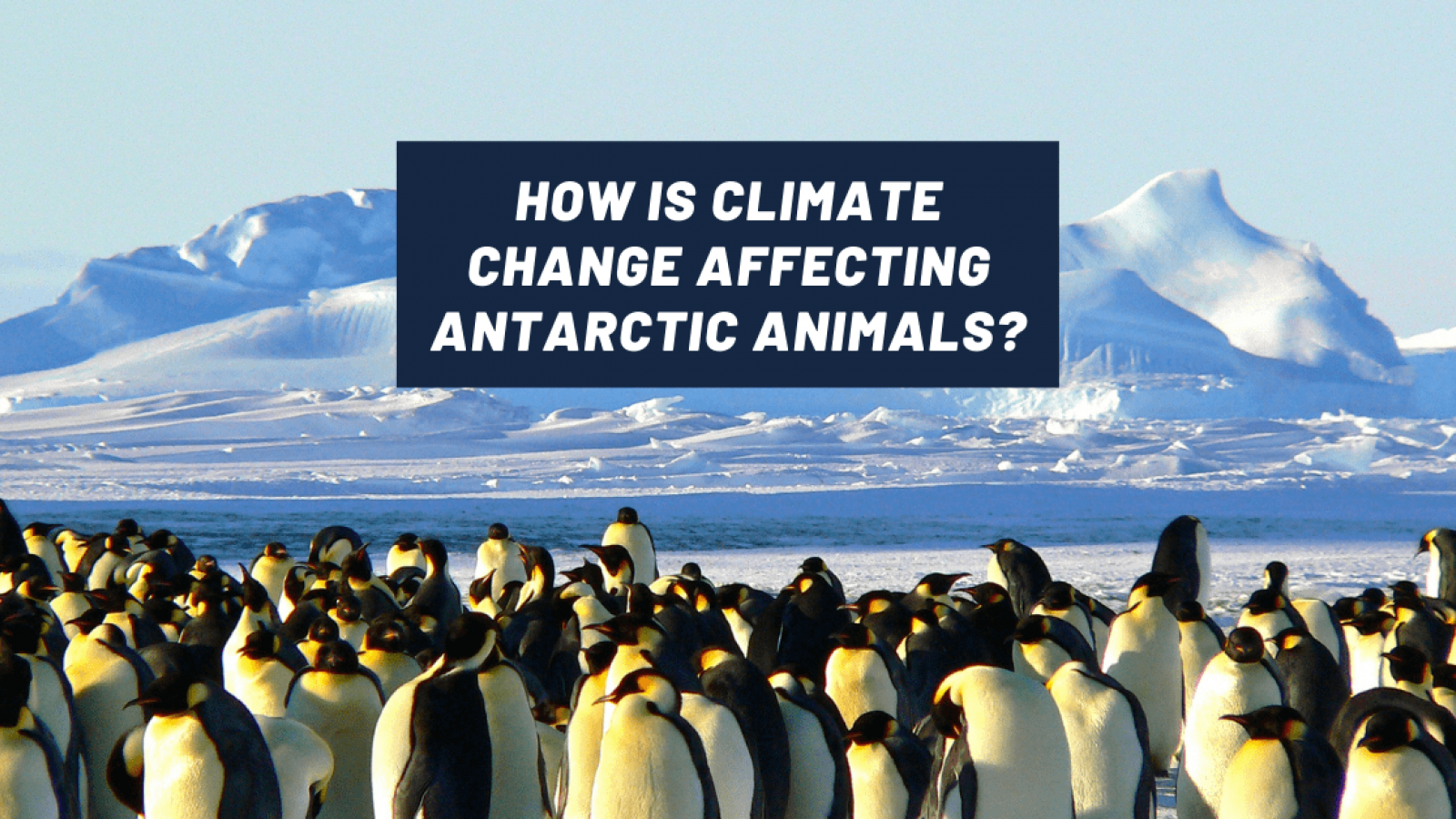 How is climate change affecting Antarctic animals?