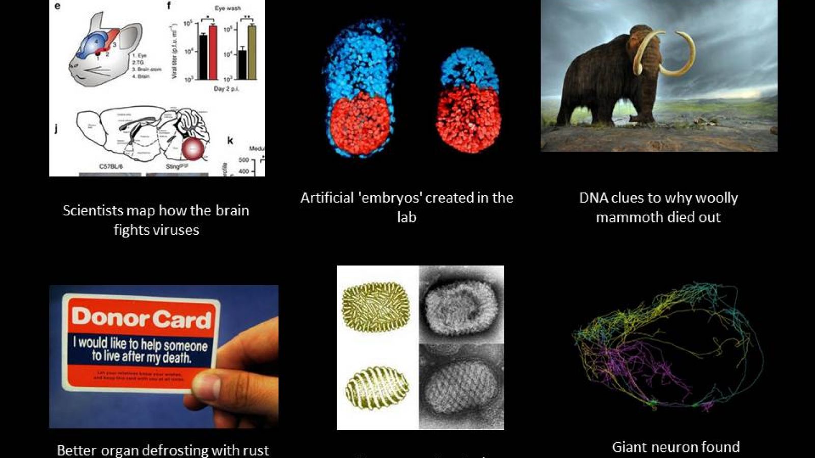 Artificial 'embryos' created in the lab