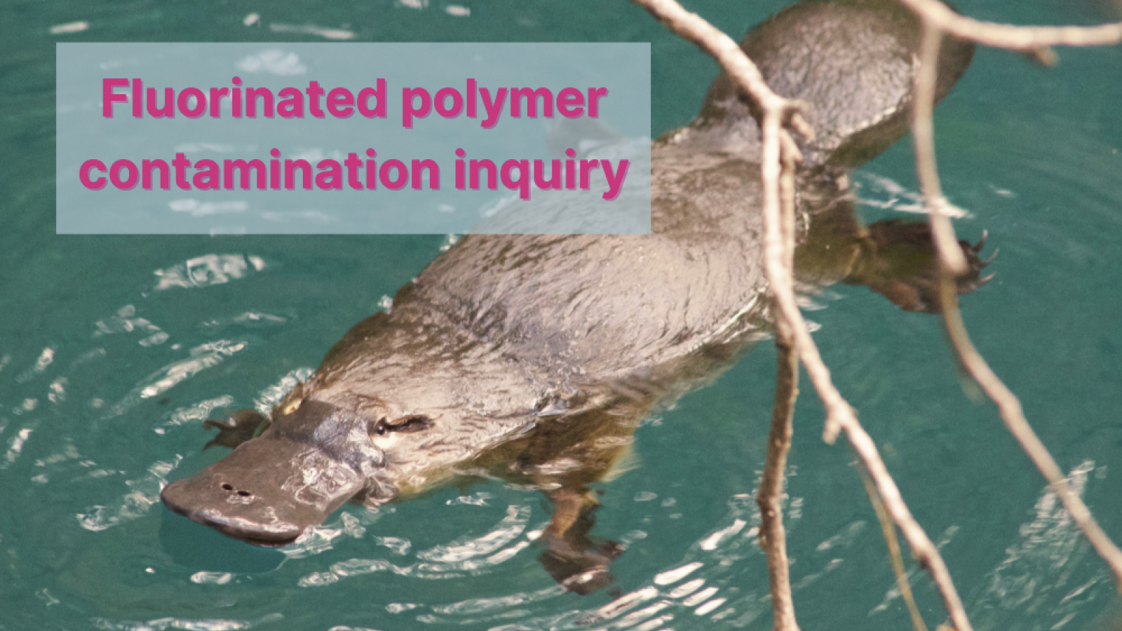 Fluorinated polymer contamination, New South Wales, Australia