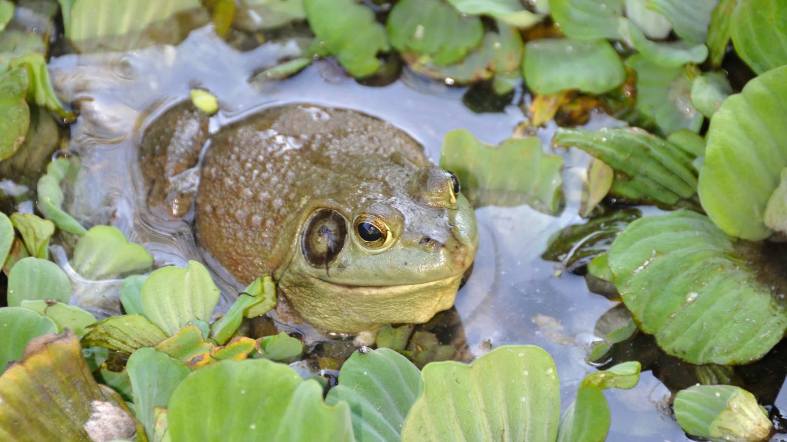 Killer fungus comes from Korea