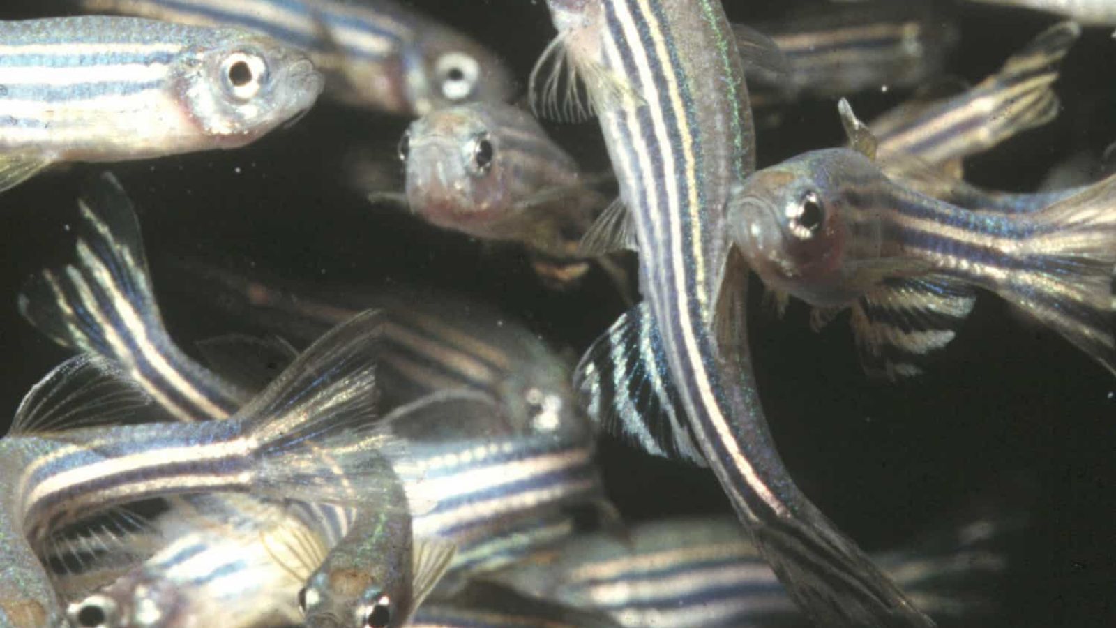 Zebrafish