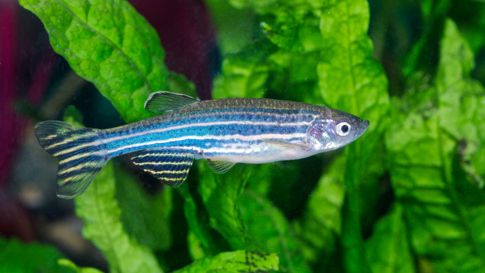 Zebrafish 10 facts